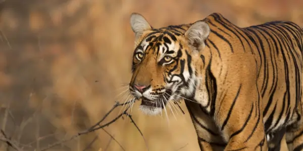 Explore Ranthambore: Famous Places, Safari Experiences & Ideal Time to Go