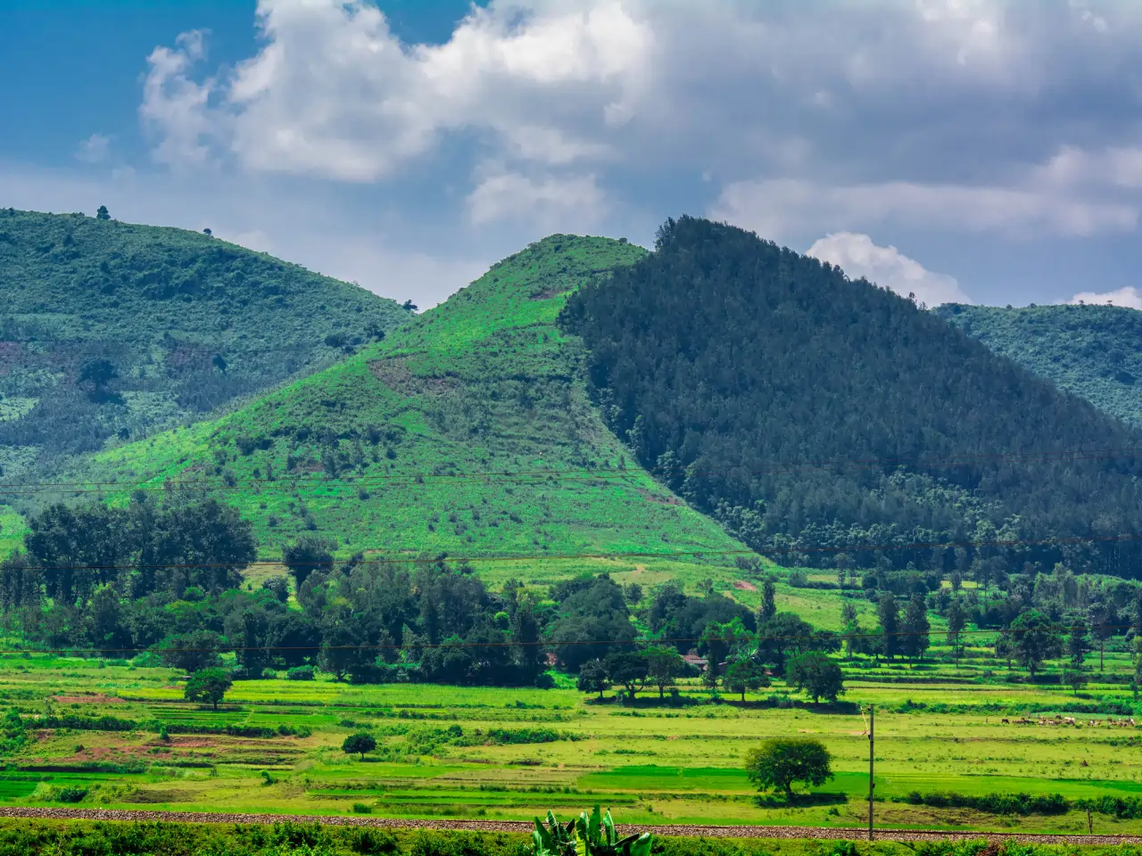 Araku