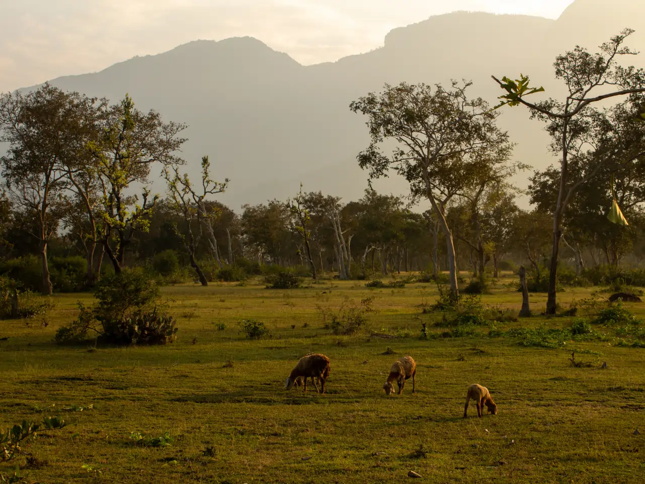 Masinigudi