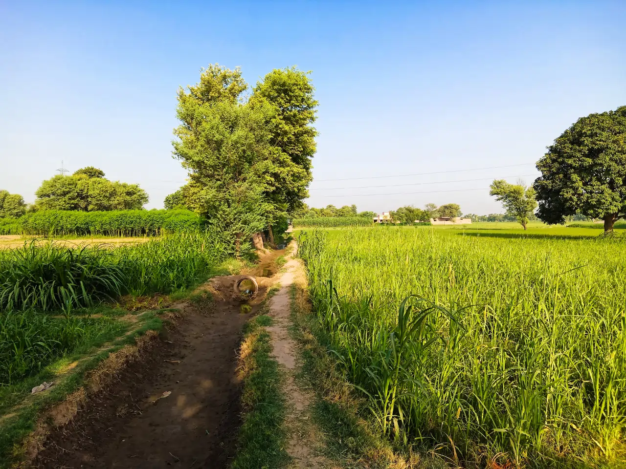 Patiala