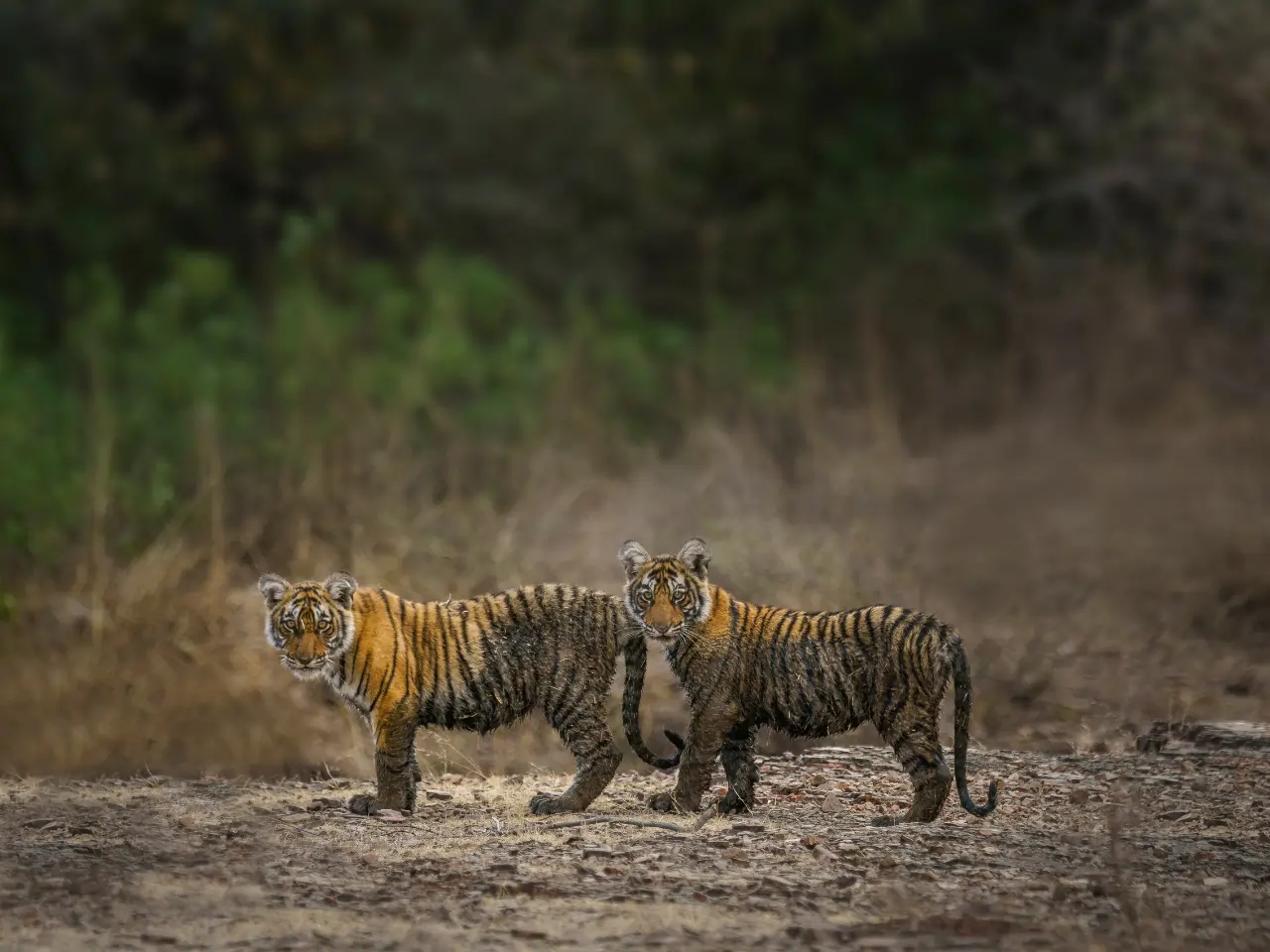 Ranthambore