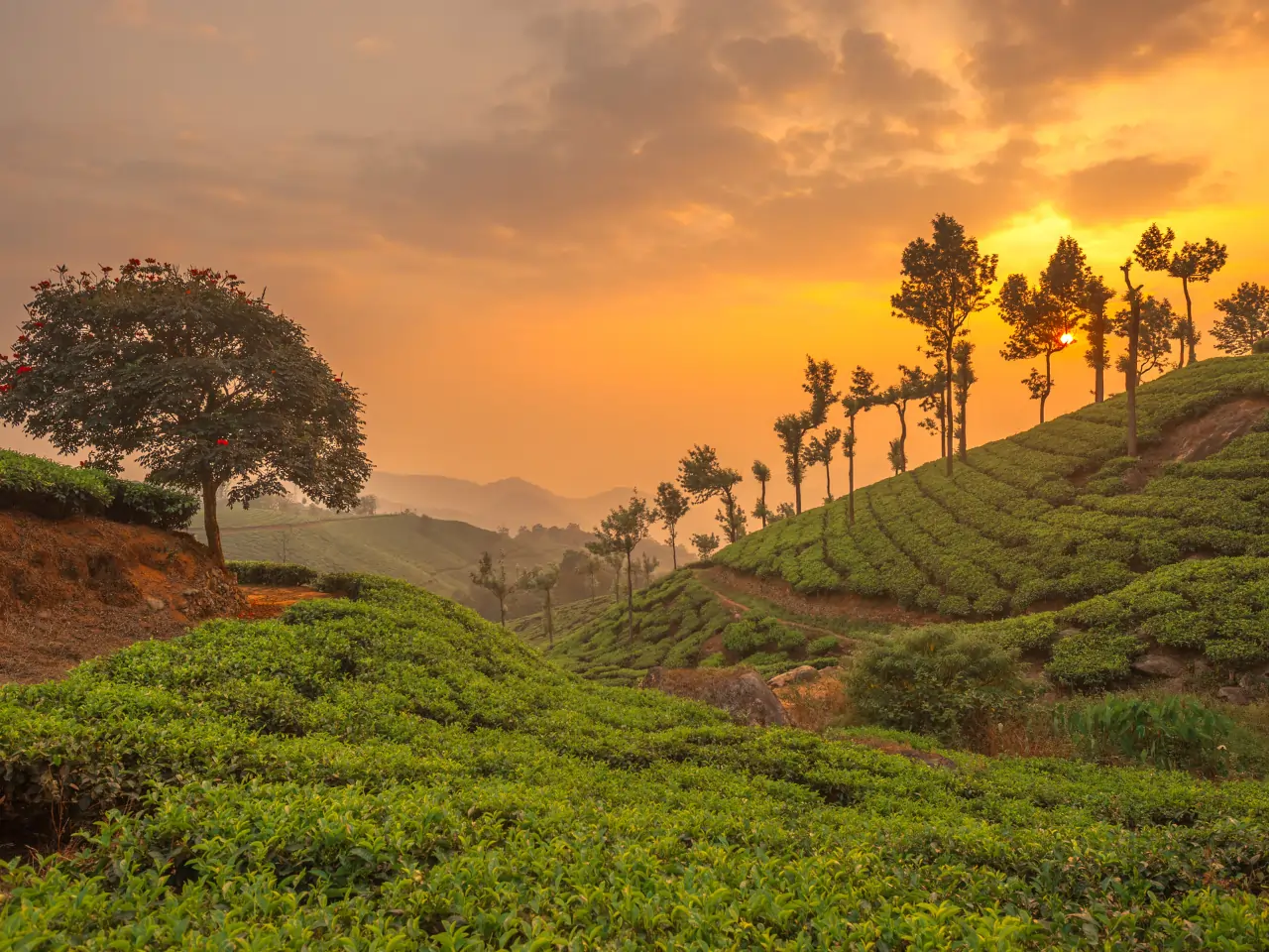 Wayanad